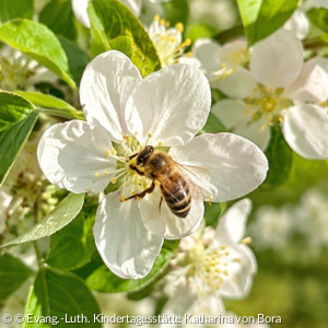 Honigbiene auf einer weißen Blüte
