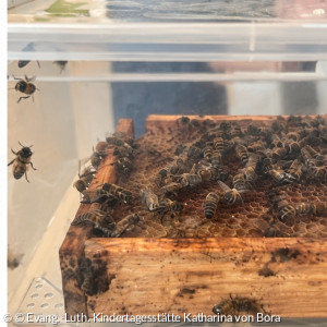 Honigbienen auf einer Wabe in einem transparenten Bienenschaukasten.